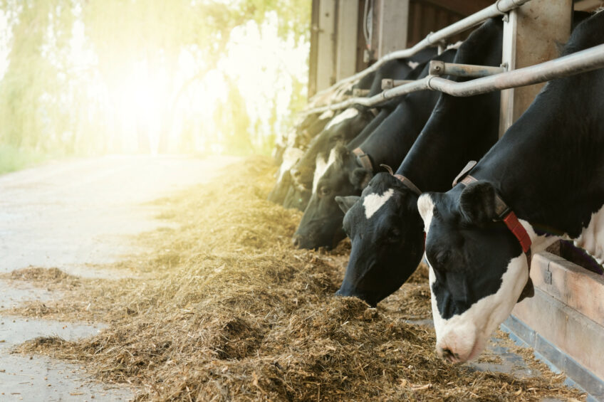 Magnesium plays a crucial role in mitigating heat stress by supporting muscle relaxation and nervous system function. Photo: Adobe Stock