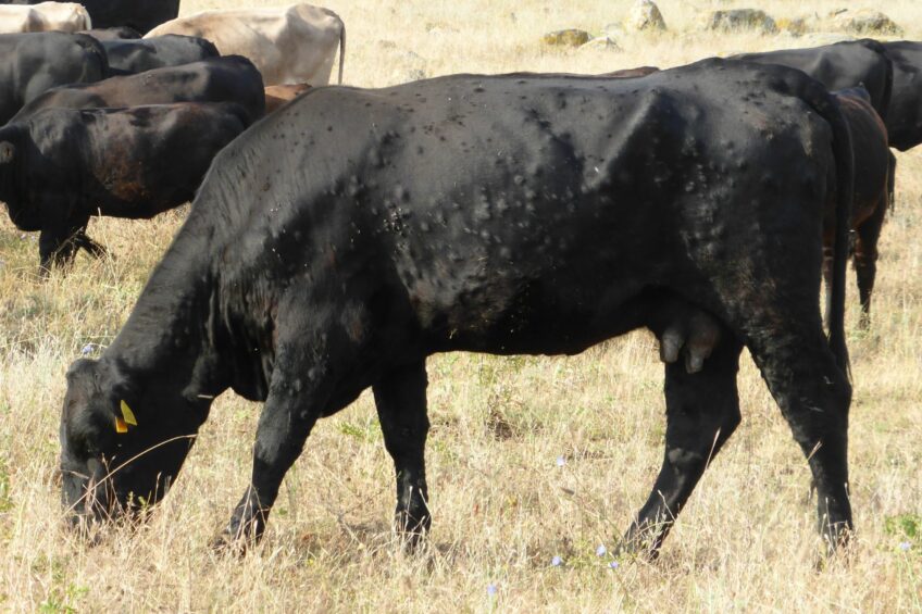 France intensifies its fight against lumpy skin disease