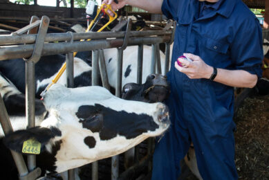 To try and mitigate the impact of the disease the Welsh government says vaccination is key to unlock animal movements. Photo: Hans Banus
