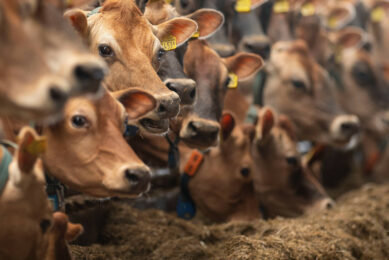 Outbreaks of botulism can cause major losses on-farm. Photo: Mark Pasveer