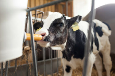By matching dairy protein growth, improving gut health, and cutting costs and emissions, HP 100 addresses key challenges in calf nutrition. Photo: Hamlet Protein