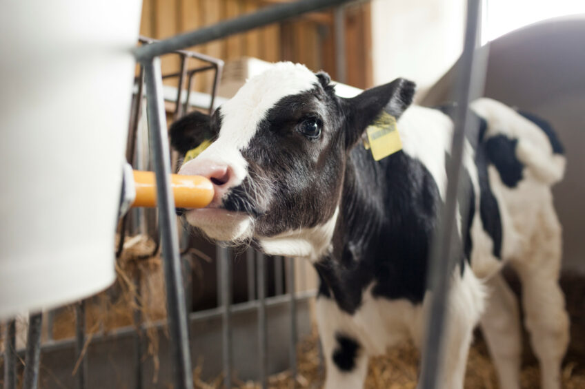 By matching dairy protein growth, improving gut health, and cutting costs and emissions, HP 100 addresses key challenges in calf nutrition. Photo: Hamlet Protein