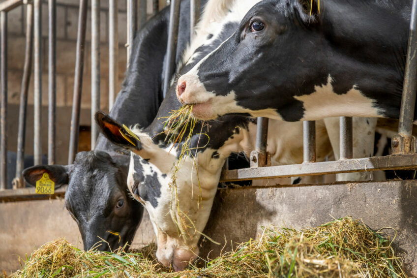 The mineral content in the basal diet (roughage and by-products) is often unknown. Photos: Trouw Nutrition