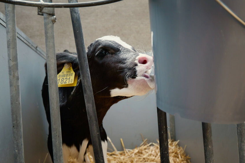 By using more bioavailable forms, like organic trace minerals that are easier for calves to absorb, nutritionists can meet the animal’s needs more precisely, reduce waste, and support both calf health. Photo: Trouw Nutrition