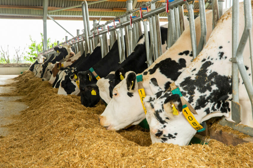 Sustell is a software-as-a-service (SaaS) platform that delivers ISO-certified life cycle assessment using farm-level data, along with what-if analysis to plan footprint reduction. Photo: Twan Wiermans