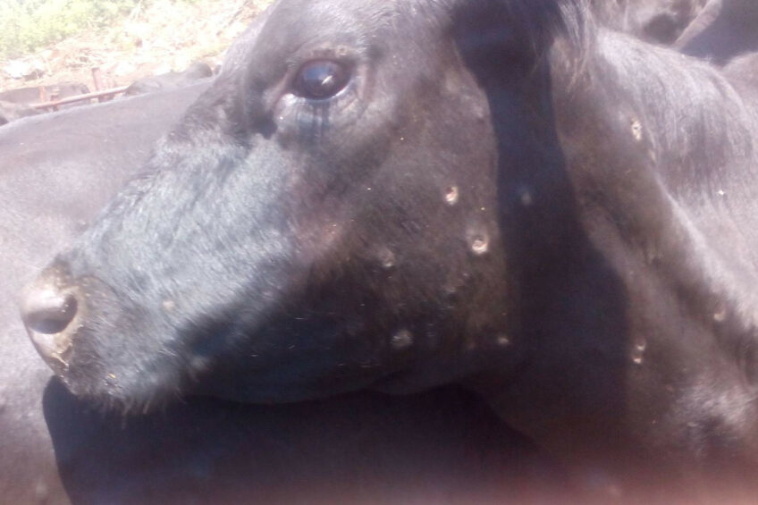 Lumpy Skin Disease found in Spain has resulted in the country temporarily suspending the exports of live cattle. Photo: Tsviatko Alexandrov