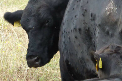 The French Ministry of Agriculture confirmed the recent appearance of several isolated outbreaks of lumpy skin disease – 1 outbreak in Ain, 3 outbreaks in Jura, and 3 outbreaks in Occitanie. Photo: Tsviatko Alexandrov
