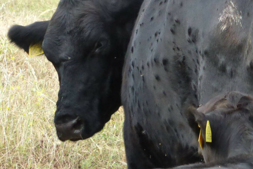The French Ministry of Agriculture confirmed the recent appearance of several isolated outbreaks of lumpy skin disease – 1 outbreak in Ain, 3 outbreaks in Jura, and 3 outbreaks in Occitanie. Photo: Tsviatko Alexandrov