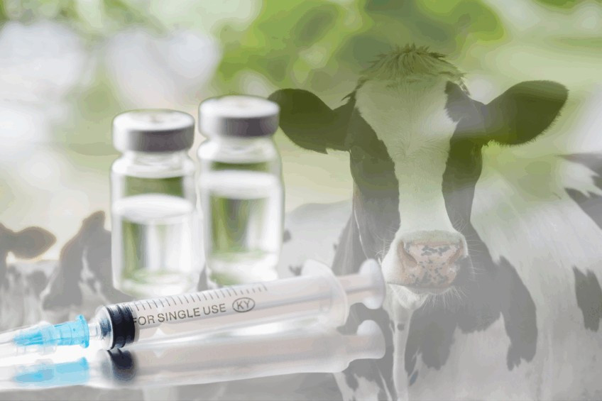 A team will study the molecular mechanisms that lead to trained immunity in vaccinated livestock by using advanced lab techniques and cattle tissue samples. Photo: Canva