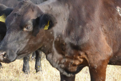 Lumpy skin disease can occur in cattle, water buffalo, and bison. Initial symptoms include fever, poor appetite, drooling, reduced milk production, eye inflammation, and enlarged lymph nodes. Photo: Tsviatko Alexandrov