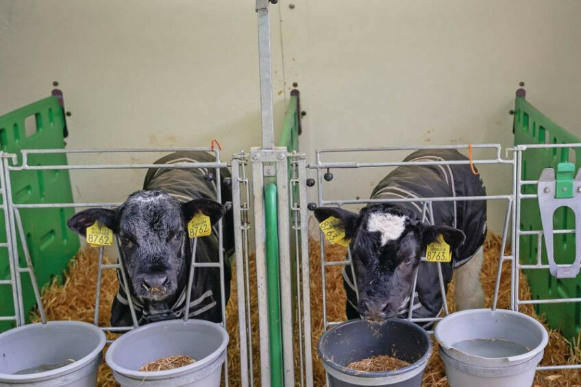 A mobile calf barn with a removable partition for forming pairs. It was found that in this barn, calves experience more stress than in group igloos. Photo: Andrea van Schaik