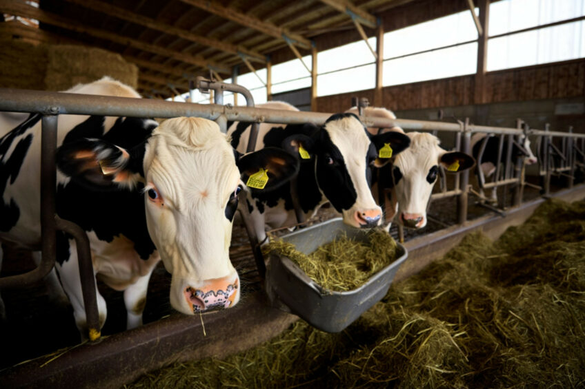Production of cattle feed increased by 1.8% to over 5.5 million tonnes, 3.9 million tonnes of which went to dairy farms. Image: Created with the help of AI (Reve.art)
