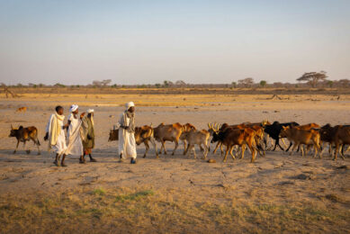 The crisis in Sudan has been escalated by severe droughts, which has destroyed the sources of drinking water in the agricultural areas. Photo: Reve