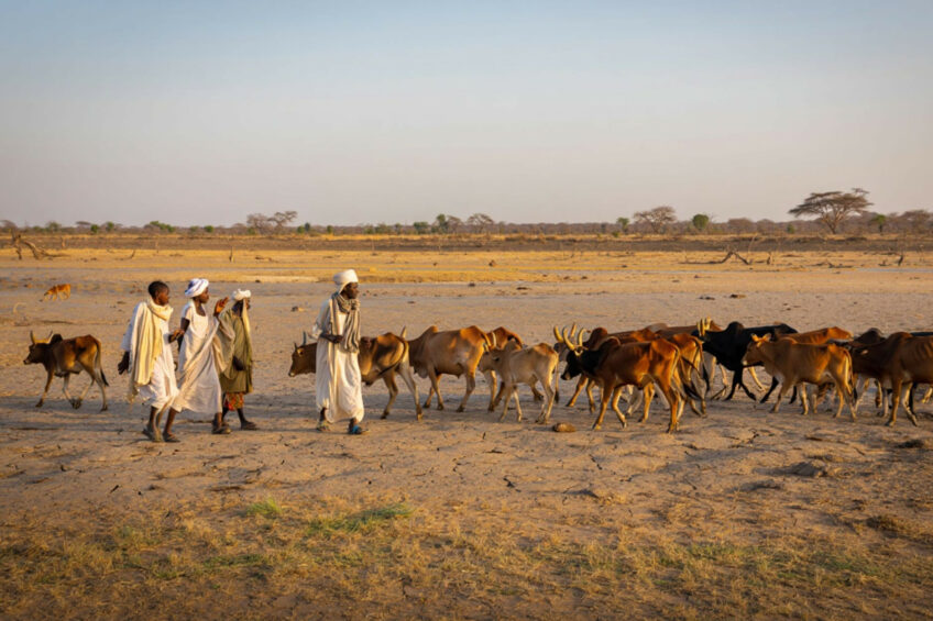 The crisis in Sudan has been escalated by severe droughts, which has destroyed the sources of drinking water in the agricultural areas. Photo: Reve