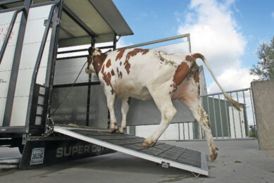 For newly-introduced cases, quick emergency vaccination and strict movement controls can help contain lumpy skin disease before it becomes endemic. Photo: Peter Roek
