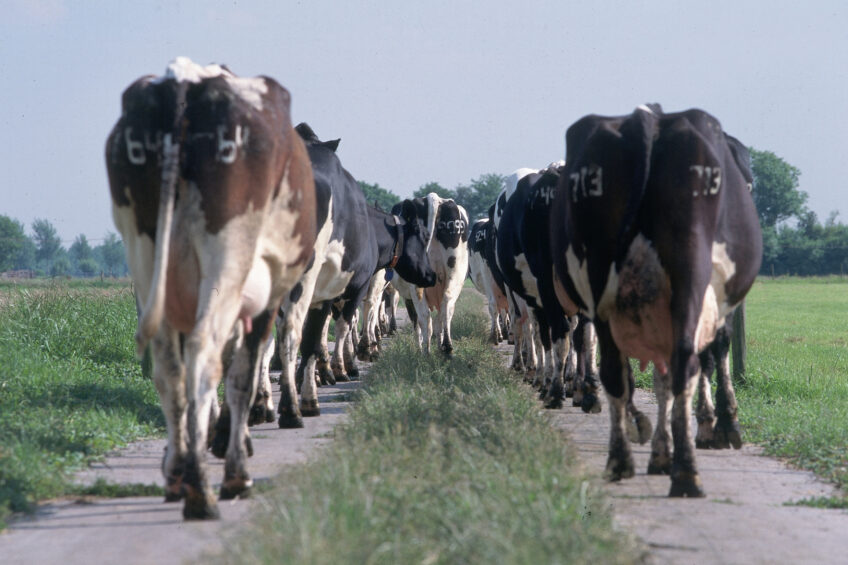 The vaccination plan against lumpy skin disease has been extended to the disease-free zone in some districts bordering the restricted area, both in Catalonia and Aragon due to the risk of the disease. Photo: Theo Tangelder