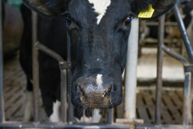 This latest case of bluetongue disease comes following the confirmation of the 44 confirmed cases near Bangor, Northern Ireland. Photo: Ton Kastermans Fotografie