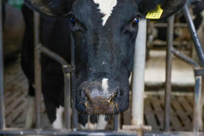 This latest case of bluetongue disease comes following the confirmation of the 44 confirmed cases near Bangor, Northern Ireland. Photo: Ton Kastermans Fotografie