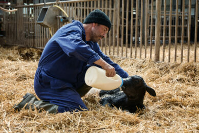 The early weeks of life shape everything that comes after. And while you can’t control milk prices or government policy, you can control how your calves start out in life. Photo: Trouw Nutrition
