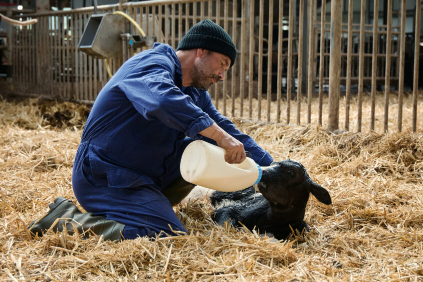 The early weeks of life shape everything that comes after. And while you can’t control milk prices or government policy, you can control how your calves start out in life. Photo: Trouw Nutrition