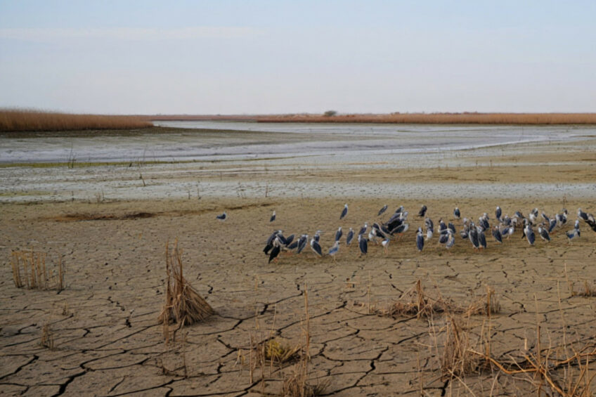 Water scarcity observed over the last 2 years has led to a substantial decline in feed production in Iraq. Image created with the help of AI (Reve.art)