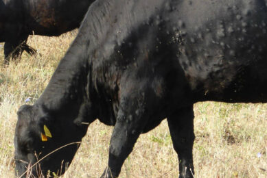 In the French border region with Spain, the number of lumpy skin disease infections has steadily risen. Photo: Tsviatko Alexandrov