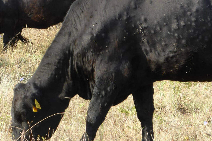 In the French border region with Spain, the number of lumpy skin disease infections has steadily risen. Photo: Tsviatko Alexandrov