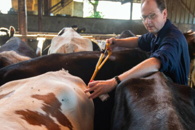 Farmers in Belgium are being urged to continue vaccinating unvaccinated young stock in 2026. Photo: Hans Banus