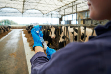 The IBR vaccination ban in Belgium was originally scheduled to take effect on 1 November 2025 but has been suspended due to repeated outbreaks of IBR.  Photo: Van Assendelft Fotografie