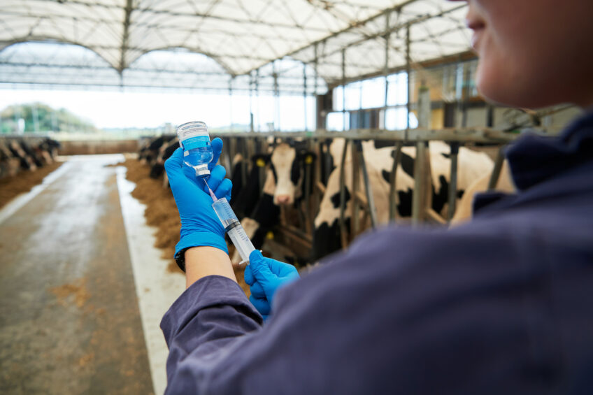 The IBR vaccination ban in Belgium was originally scheduled to take effect on 1 November 2025 but has been suspended due to repeated outbreaks of IBR.  Photo: Van Assendelft Fotografie