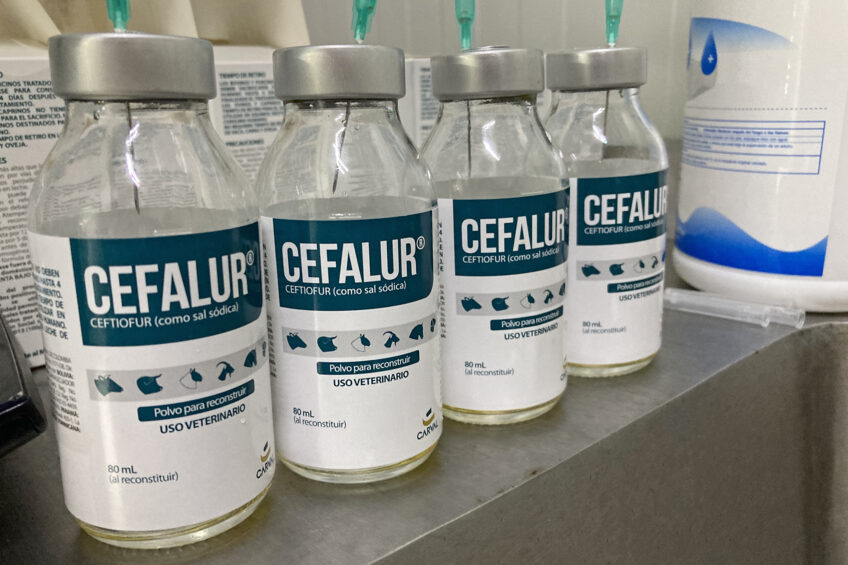 Antibiotic use drops sharply in Canada’s chicken sector