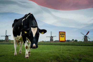 The avian influenza situation in the Netherlands remains a concern and is being closely monitored. Image created with the help of AI (Reve.art)