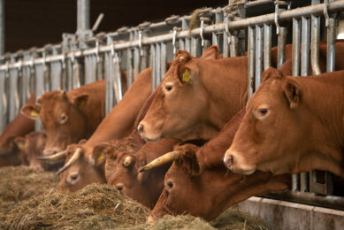 Danish dairy farmers experienced health problems in their herds last autumn after feeding Bovaer. The research institute SEGES sees a possible connection with a high proportion of rapeseed products in the feed ration. Photo: Mark Pasveer