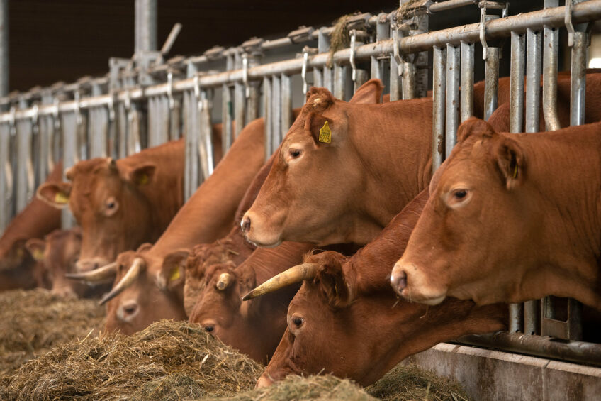 Danish dairy farmers experienced health problems in their herds last autumn after feeding Bovaer. The research institute SEGES sees a possible connection with a high proportion of rapeseed products in the feed ration. Photo: Mark Pasveer