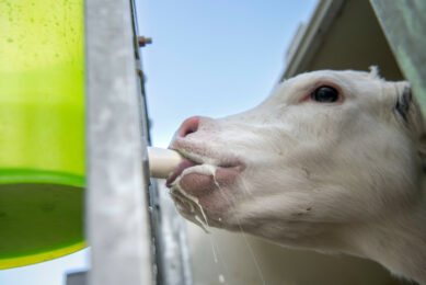 To combat heat stress, calves can be fed more calories to support energy for growth by increasing milk solids or milk volume, which will boost immune function and help calves cope better. Photo: Mark Pasveer