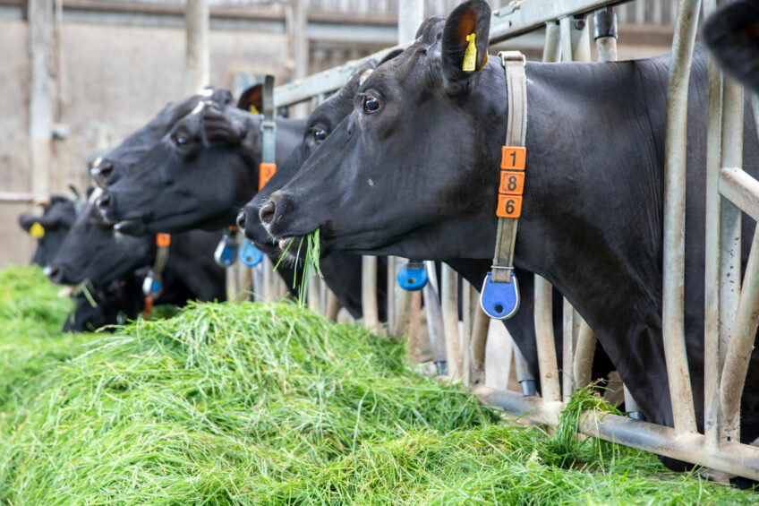 The rapid adoption of smart wearables in dairy herd management is emerging as a major opportunity for the market. Photo: Anne van der Woude