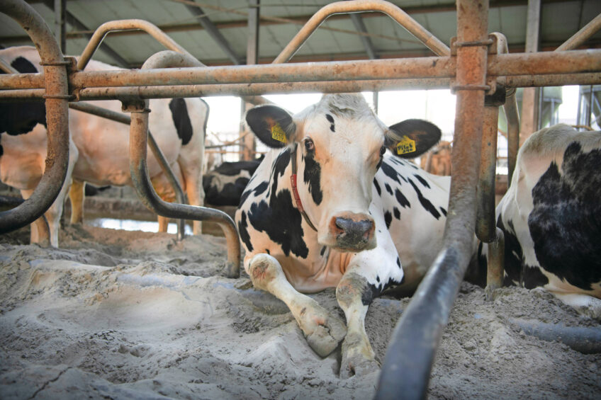 Germany and South Africa aim to cooperate more closely in the fight against foot and mouth disease (FMD). Photo: Mark Pasveer