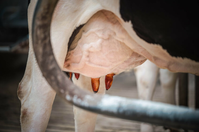 New research compares effects on teat skin health and bacterial load. Photo: CID Lines