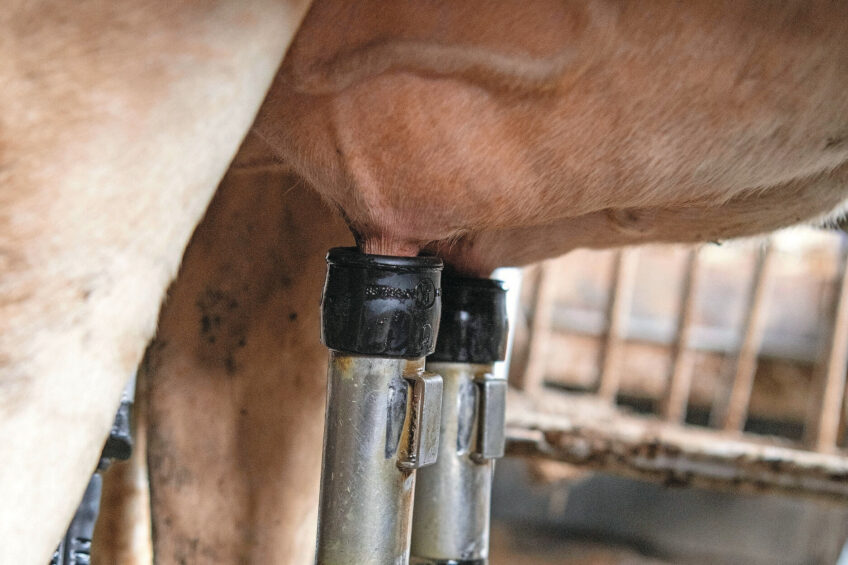 When a cow is healthy, comfortable, and milked efficiently, she acts as a miraculous biological engine. Photo: Mark Pasveer