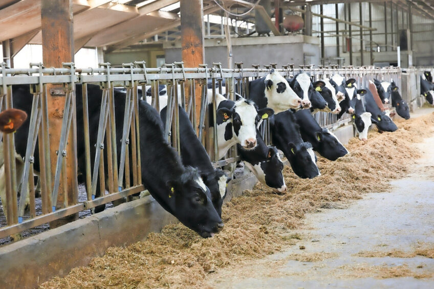 A corn-based ‘flake’ feed is gaining popularity among farmers in some parts of Russia. Photo: Bert Jansen